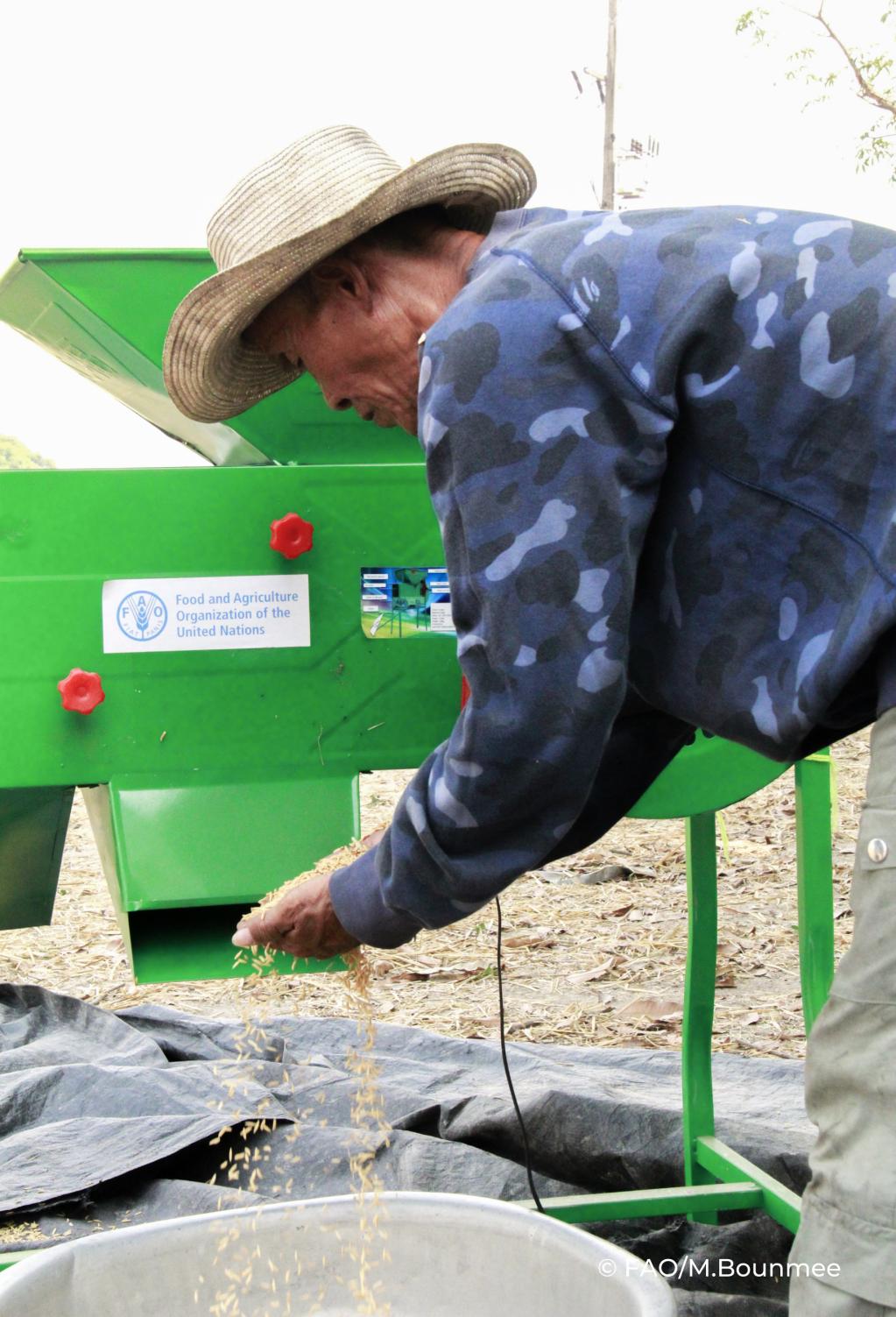 Farmer examining rice