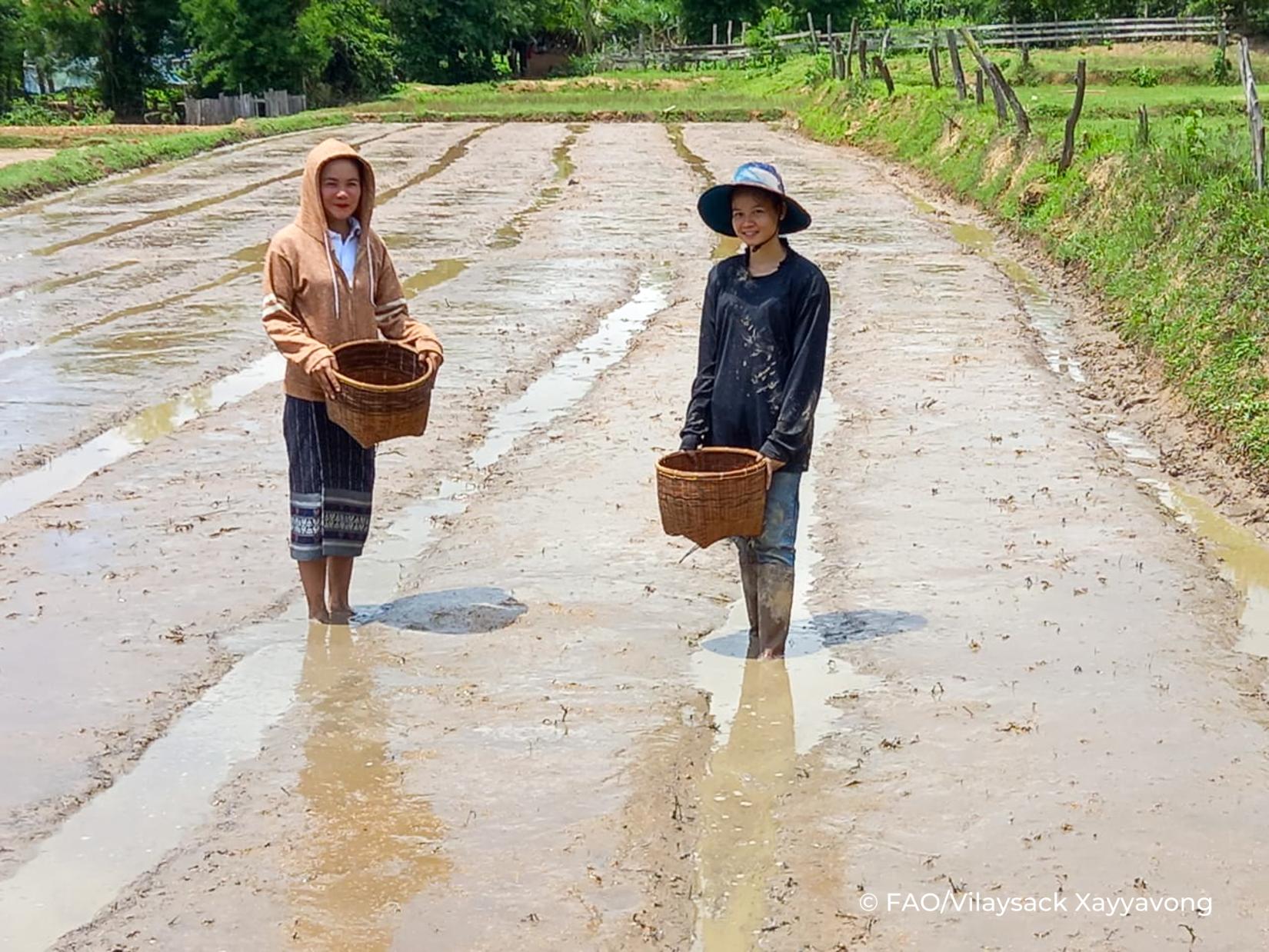 Growing rice