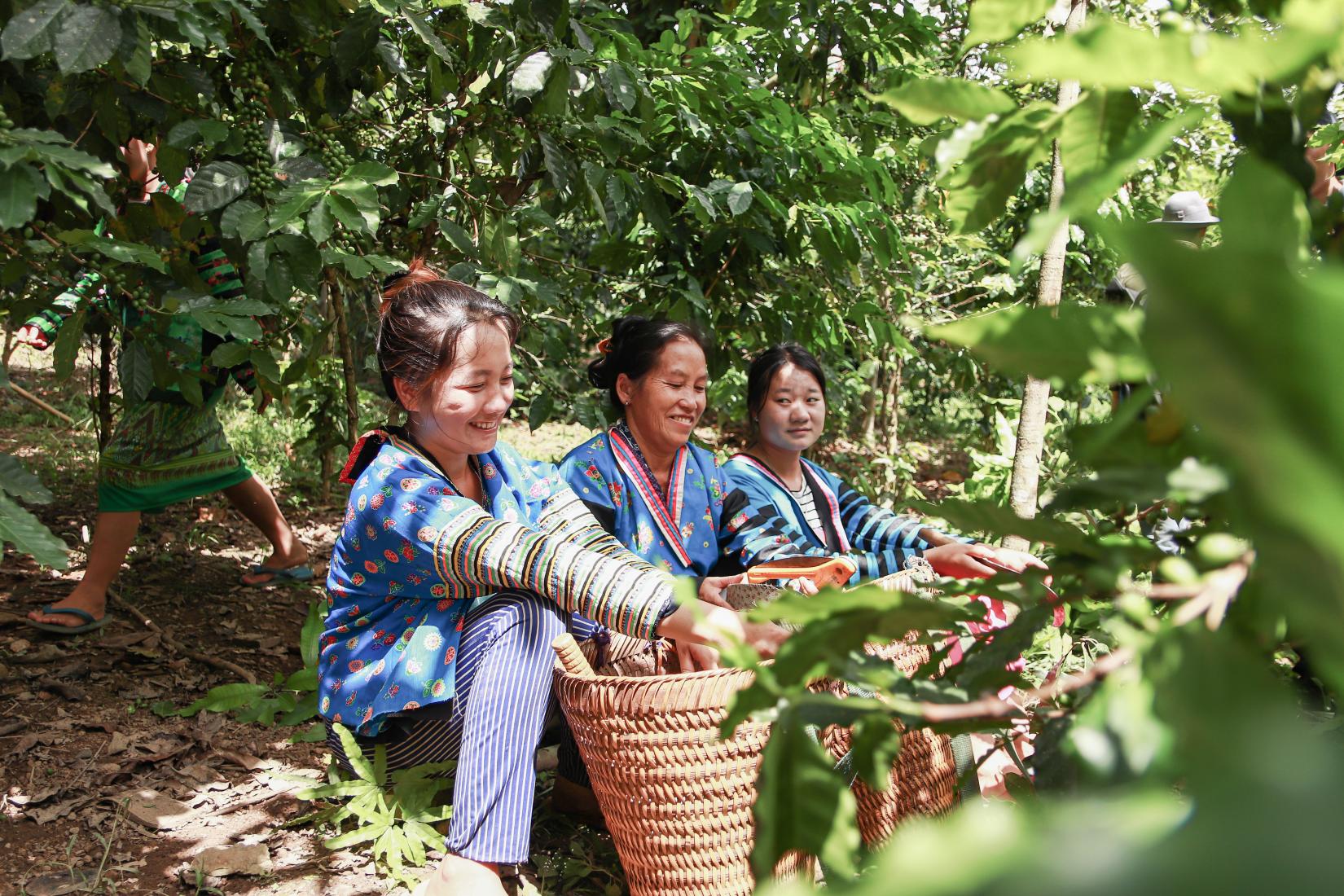 Farmers in Houaphanh province rest after harvesting red coffee cherries.