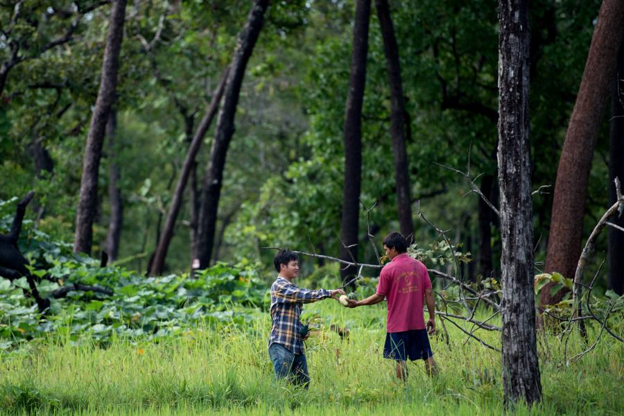 Forests are increasingly recognised as tools to adapt to a changing climate. Communities living in the dry dipterocarp forest landscape in Lao PDR’s Savannakhet province depend on the forest for the food it provides.