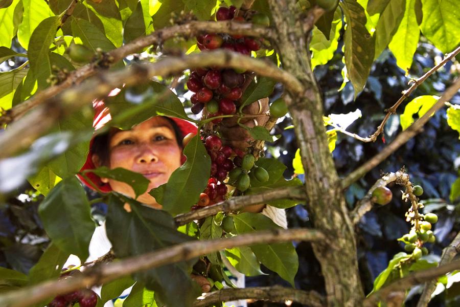 Serving as Laos' main export commodity, coffee has significantly raised the incomes of farmers.