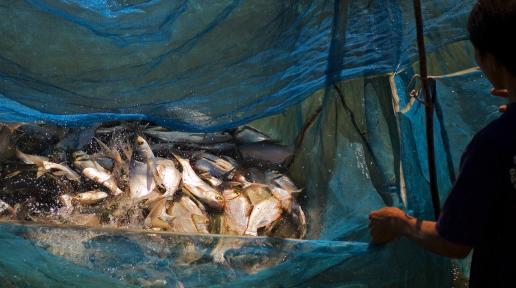 Laos bids to maintain water ecosystems by restoring fish stocks.