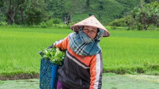 A farm worker collecting agricultural produce in Xieng Khouang Province.